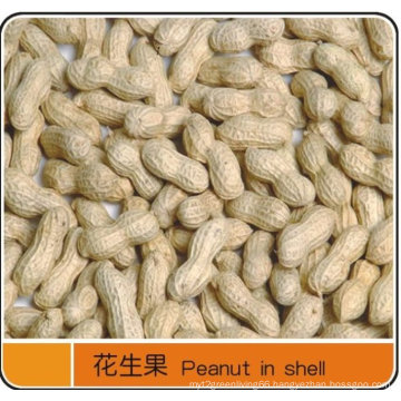Export Excellent Peanut in Shell